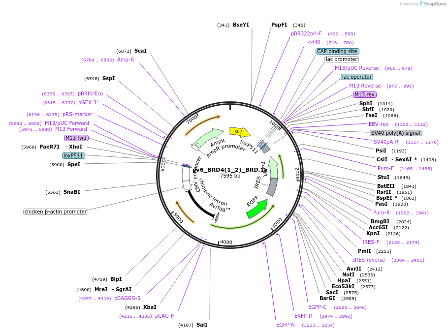 260600-plasmid-map-sequence-id-523813
