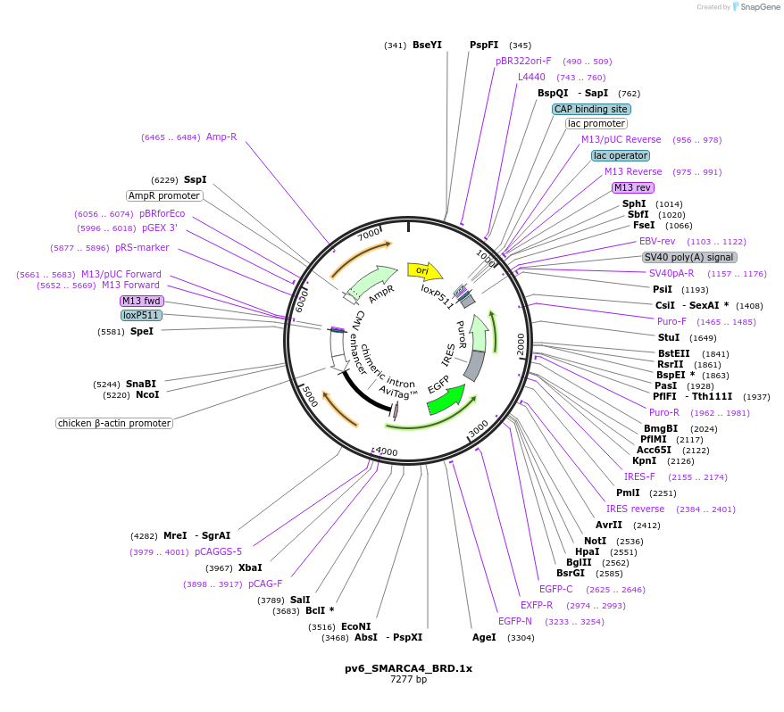 260607-plasmid-map-sequence-id-523814