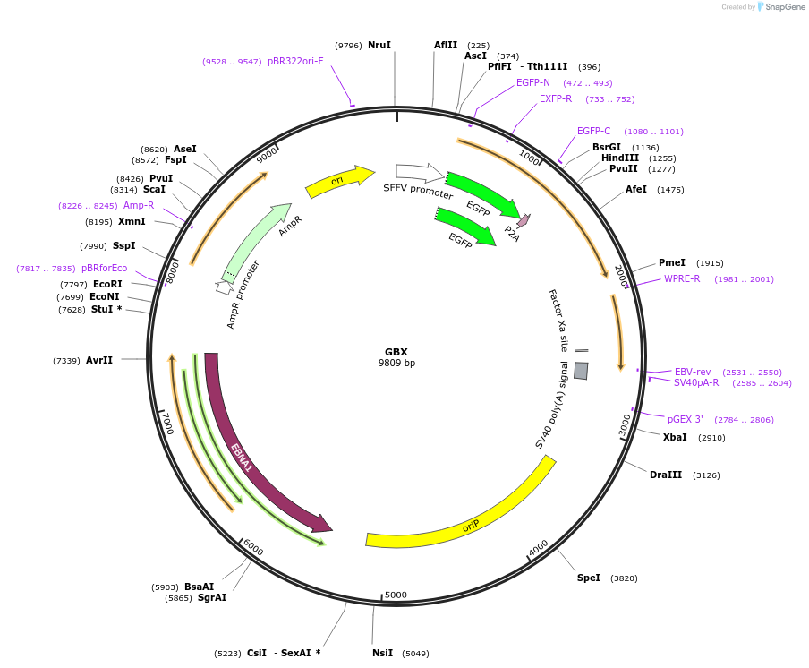 64123-plasmid-map-sequence-id-523820