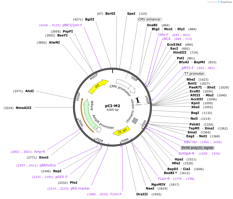 44170-plasmid-map-sequence-id-523827