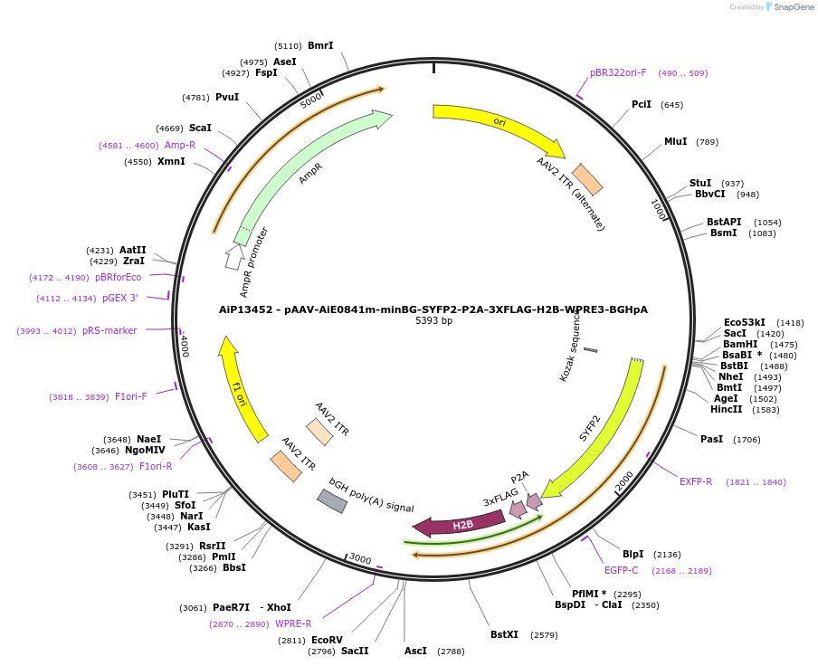 243336-plasmid-map-sequence-id-523829