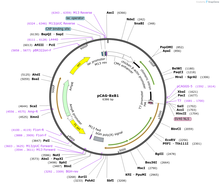 262516-plasmid-map-sequence-id-523845