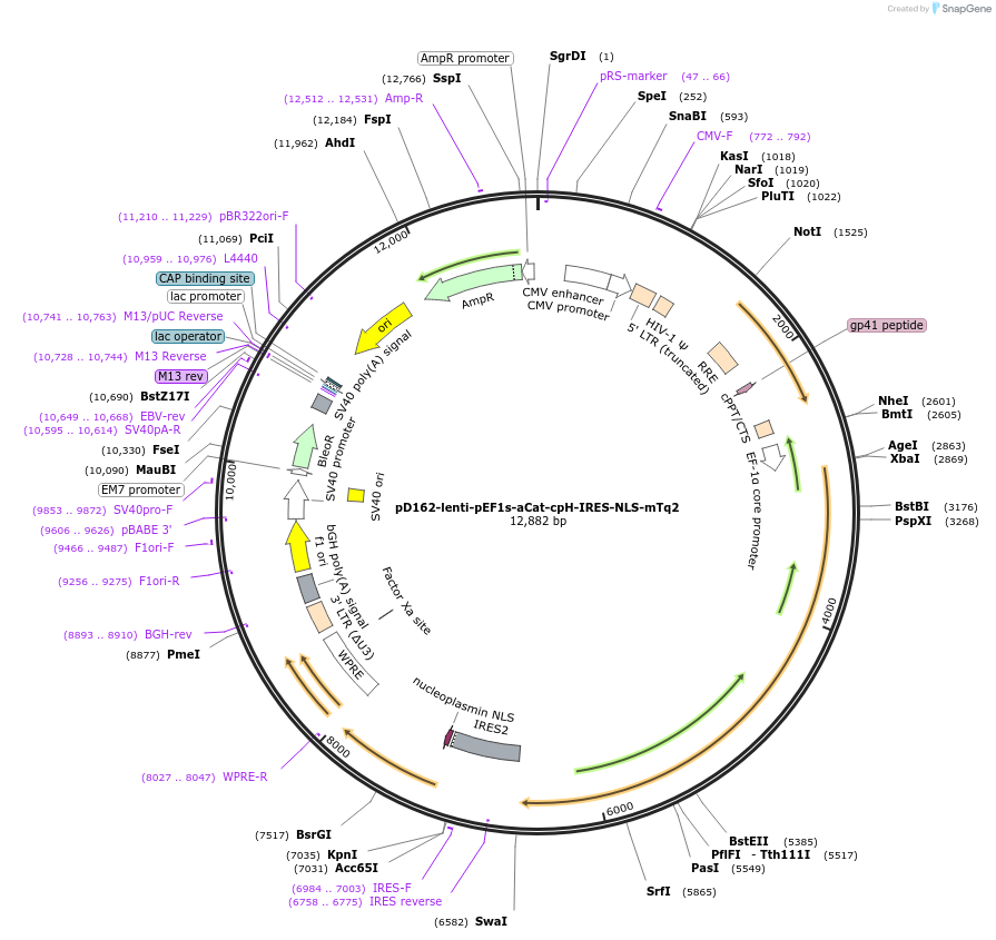 261842-plasmid-map-sequence-id-523876