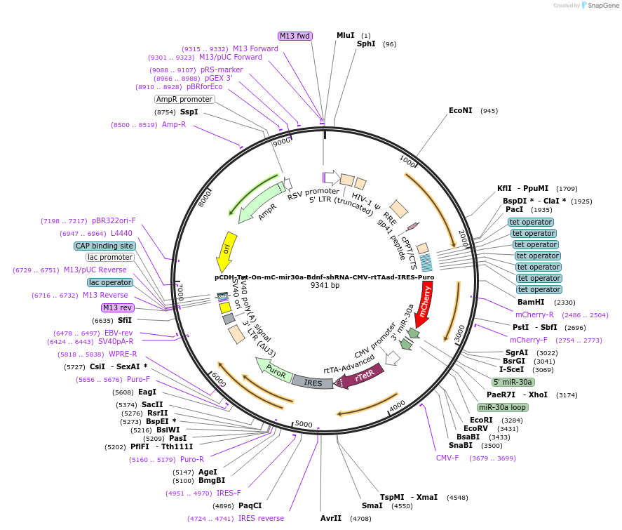 261779-plasmid-map-sequence-id-523894