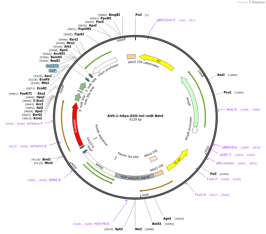 261785-plasmid-map-sequence-id-523898