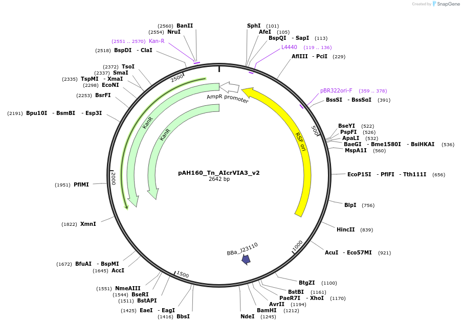 257248-plasmid-map-sequence-id-523905