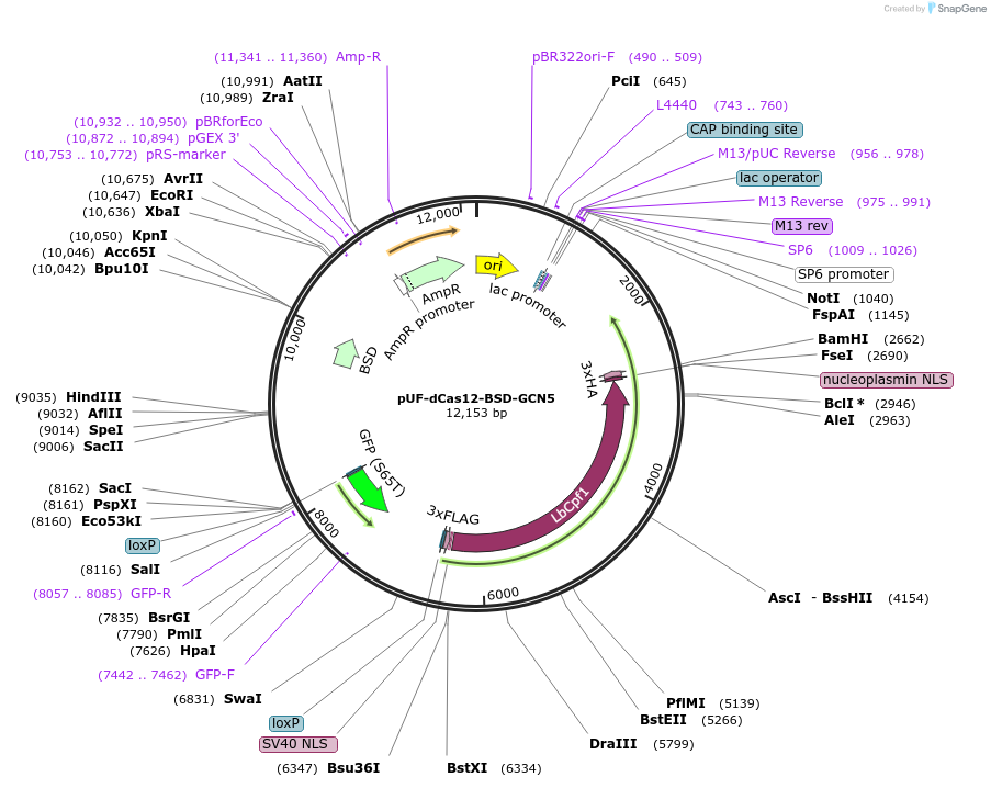 260379-plasmid-map-sequence-id-523906