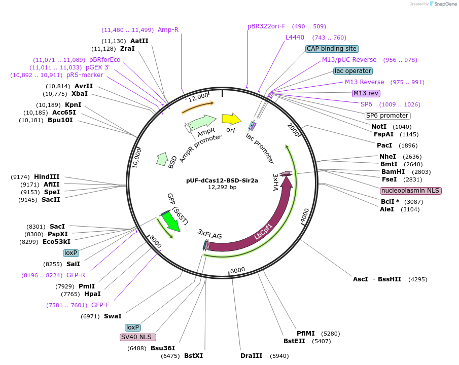 260380-plasmid-map-sequence-id-523907
