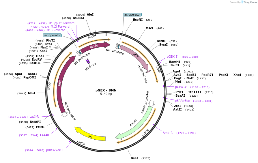 262155-plasmid-map-sequence-id-523930