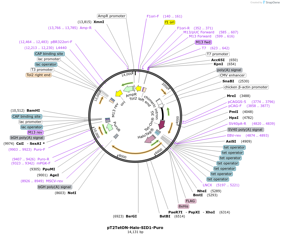 253447-plasmid-map-sequence-id-523960