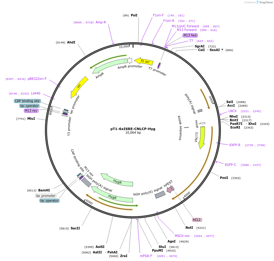 253467-plasmid-map-sequence-id-523966