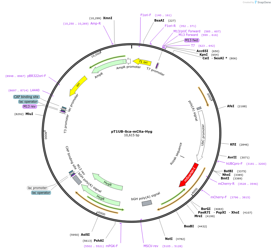 253470-plasmid-map-sequence-id-523970