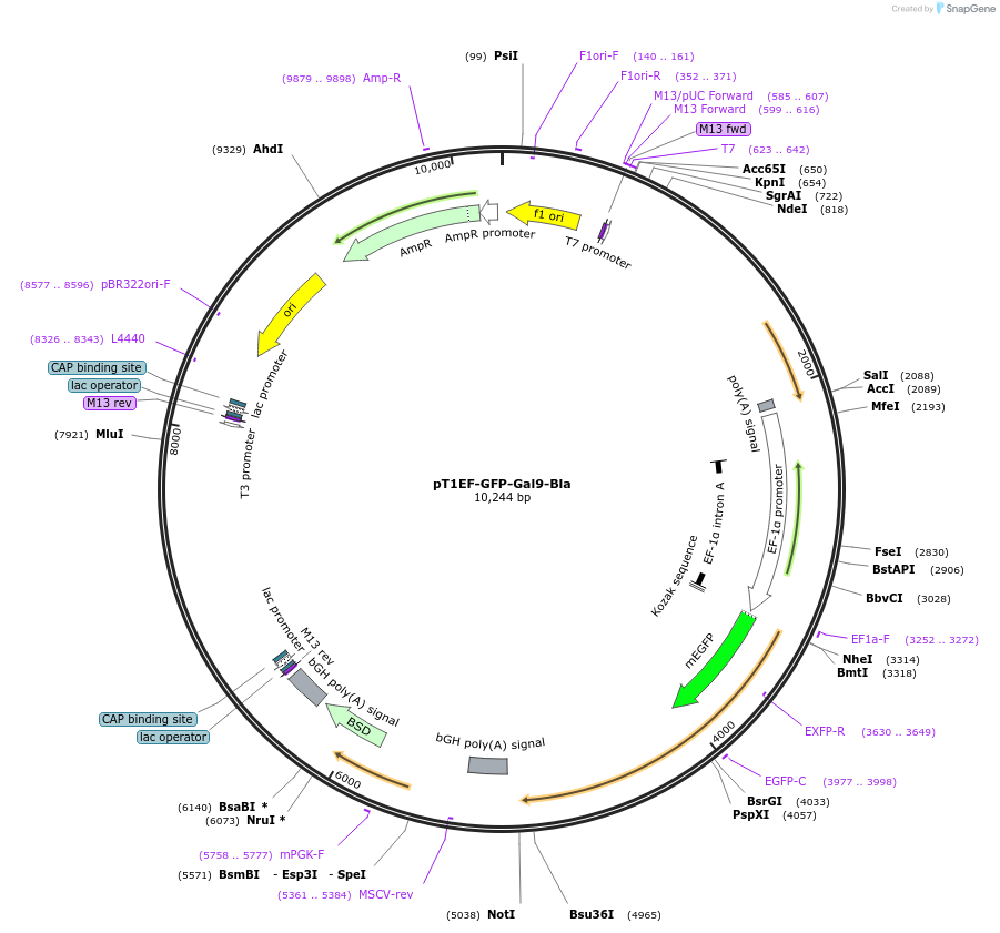 253477-plasmid-map-sequence-id-523972