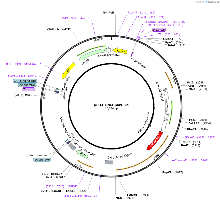 253492-plasmid-map-sequence-id-523974