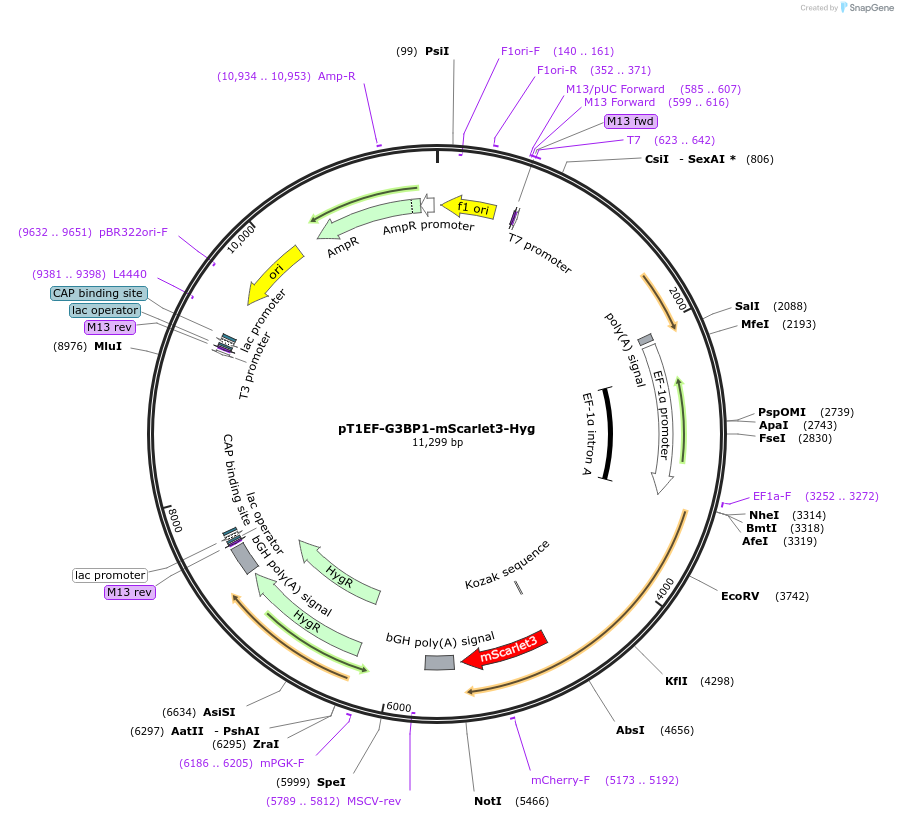 253493-plasmid-map-sequence-id-523975