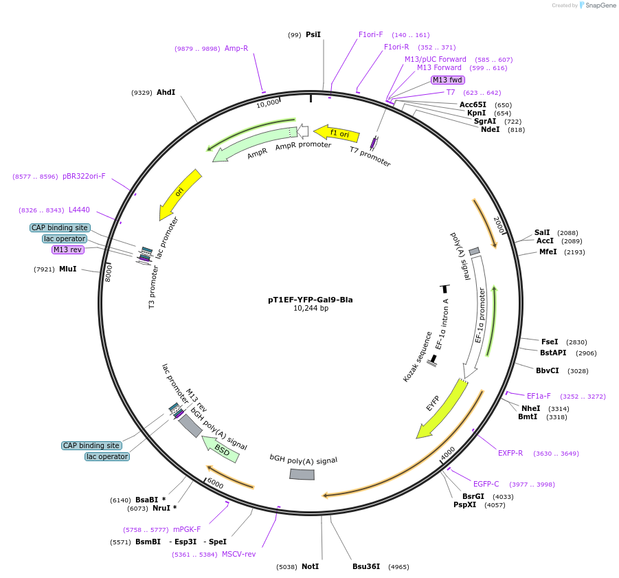 253491-plasmid-map-sequence-id-523977