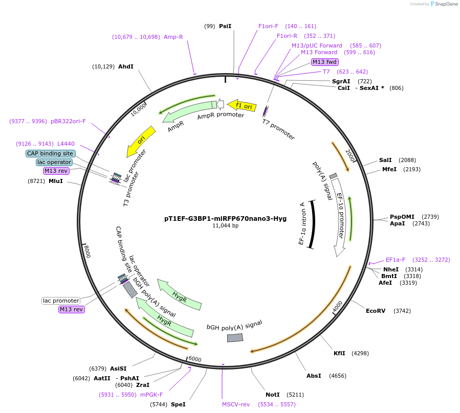 253494-plasmid-map-sequence-id-523978