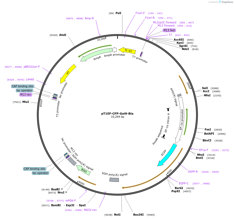 253490-plasmid-map-sequence-id-523981