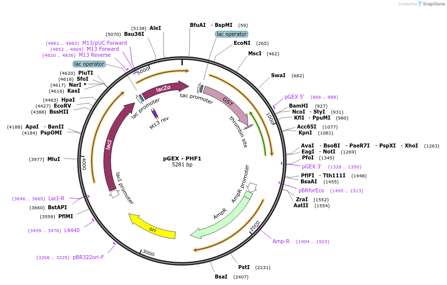 262179-plasmid-map-sequence-id-524006