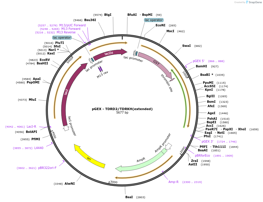 262186-plasmid-map-sequence-id-524015