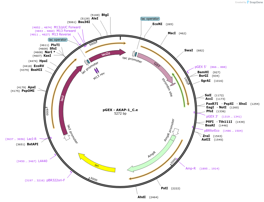 262188-plasmid-map-sequence-id-524018
