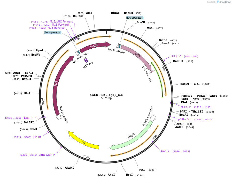 262189-plasmid-map-sequence-id-524019