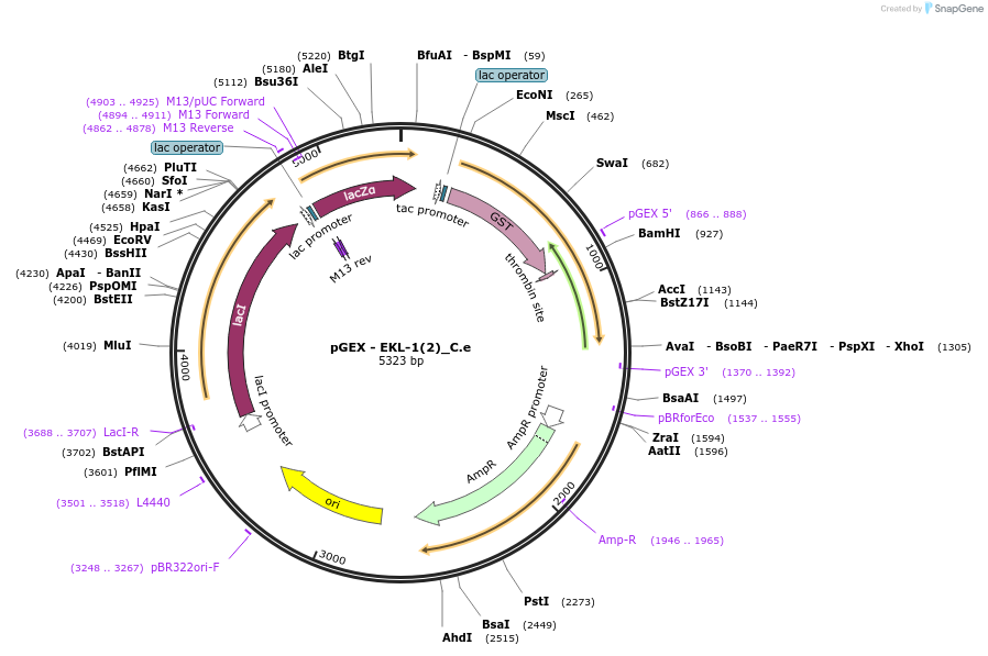 262190-plasmid-map-sequence-id-524020