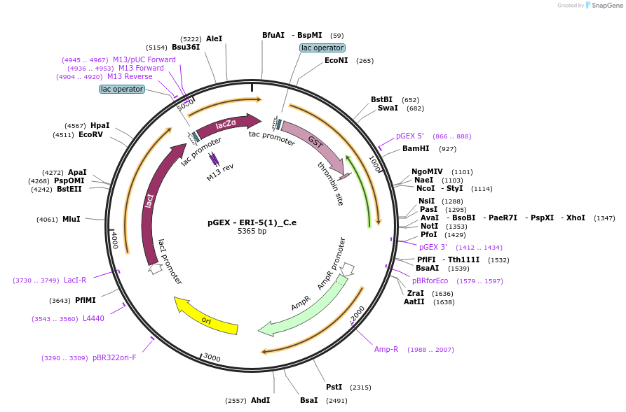262191-plasmid-map-sequence-id-524022