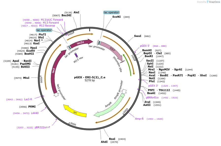 262192-plasmid-map-sequence-id-524024