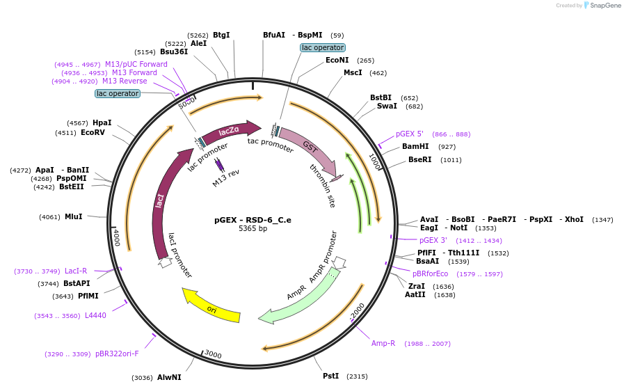 262193-plasmid-map-sequence-id-524025