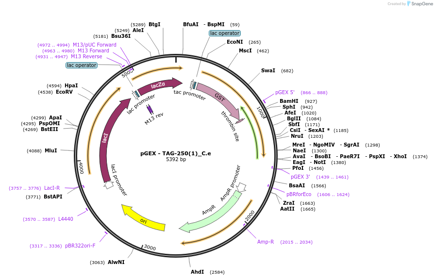 262194-plasmid-map-sequence-id-524027