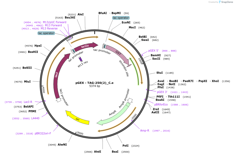 262195-plasmid-map-sequence-id-524028