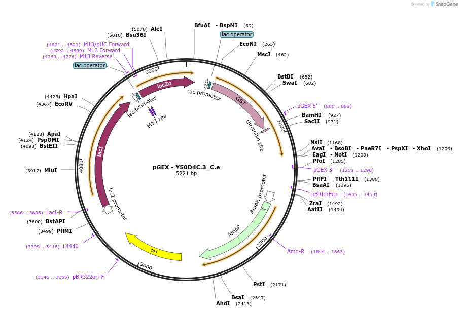 262196-plasmid-map-sequence-id-524029