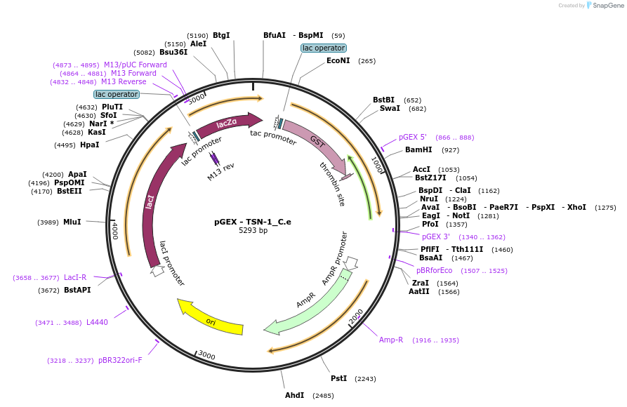 262197-plasmid-map-sequence-id-524031
