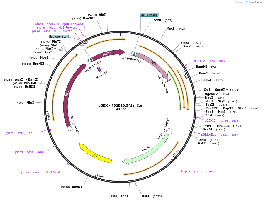 262198-plasmid-map-sequence-id-524033