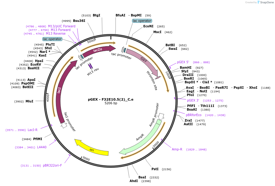 262199-plasmid-map-sequence-id-524036