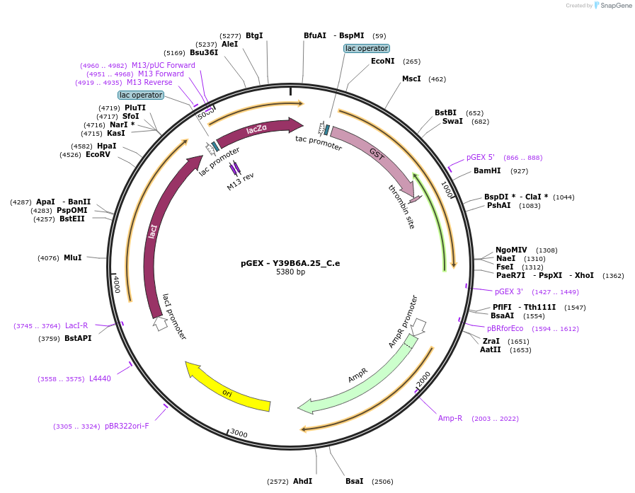 262200-plasmid-map-sequence-id-524037