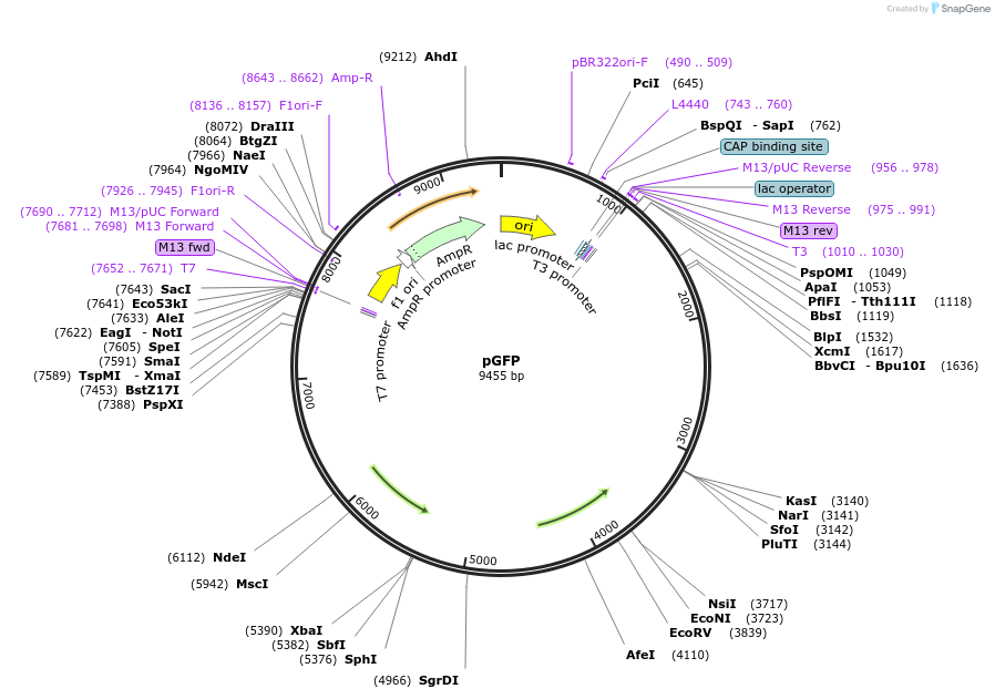 64904-plasmid-map-sequence-id-524038