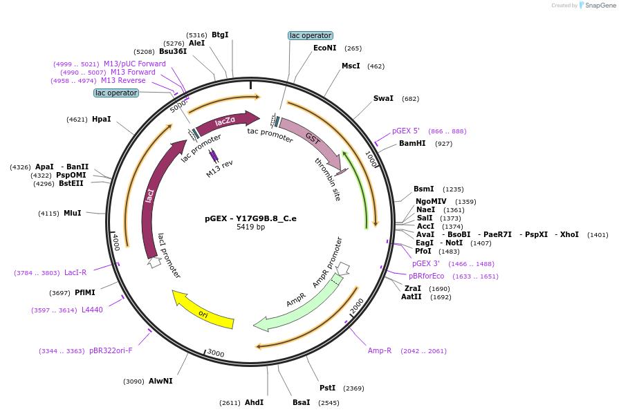 262201-plasmid-map-sequence-id-524039