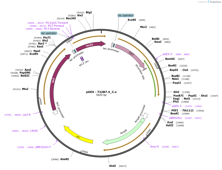 262202-plasmid-map-sequence-id-524040