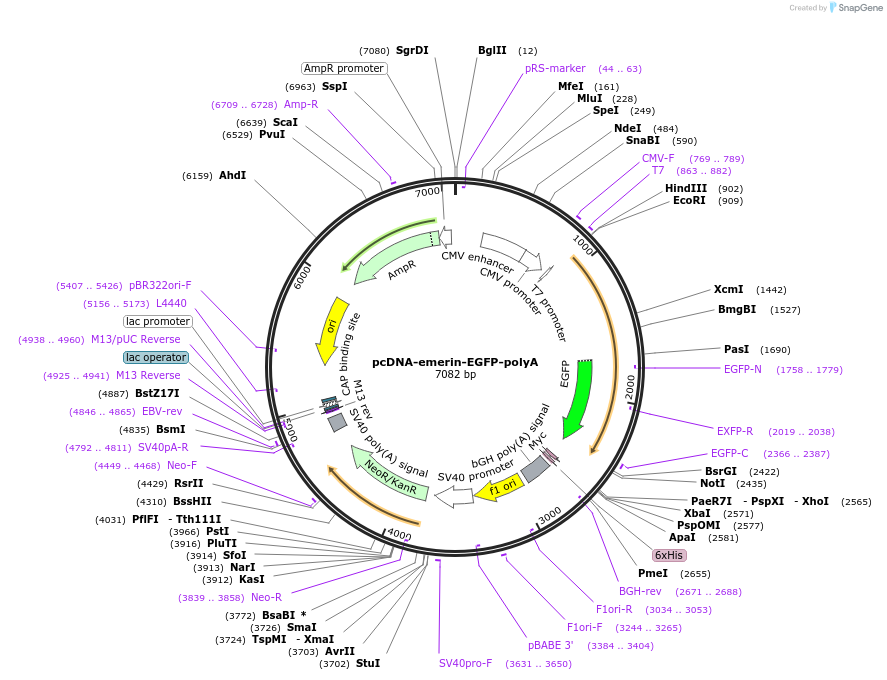 59747-plasmid-map-sequence-id-524044
