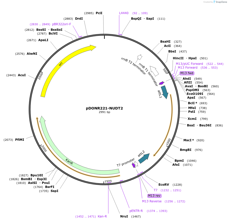 256697-plasmid-map-sequence-id-524065