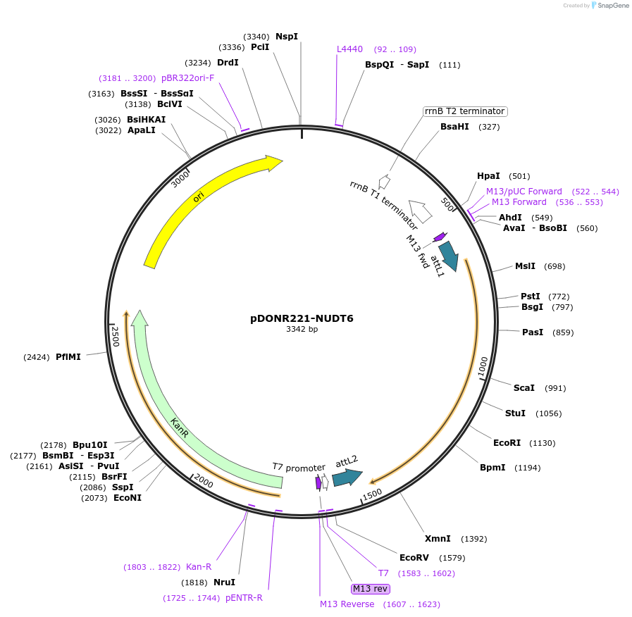 256698-plasmid-map-sequence-id-524067