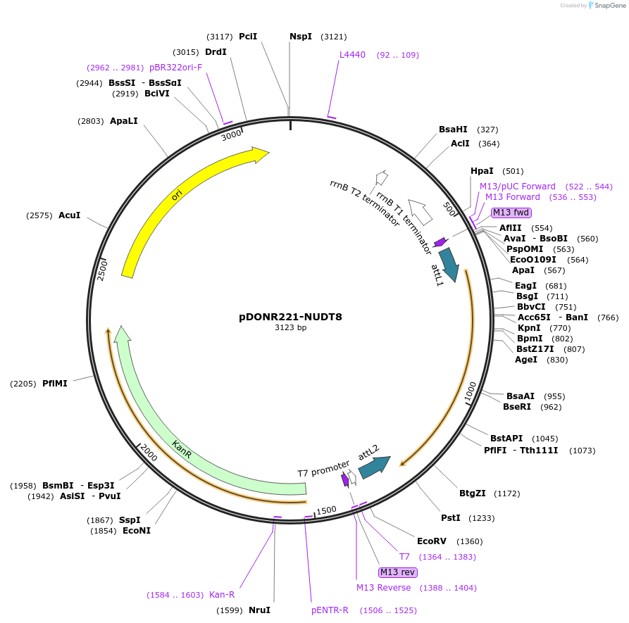 256699-plasmid-map-sequence-id-524078