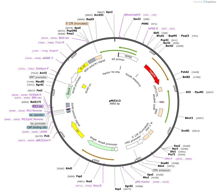 258727-plasmid-map-sequence-id-524079