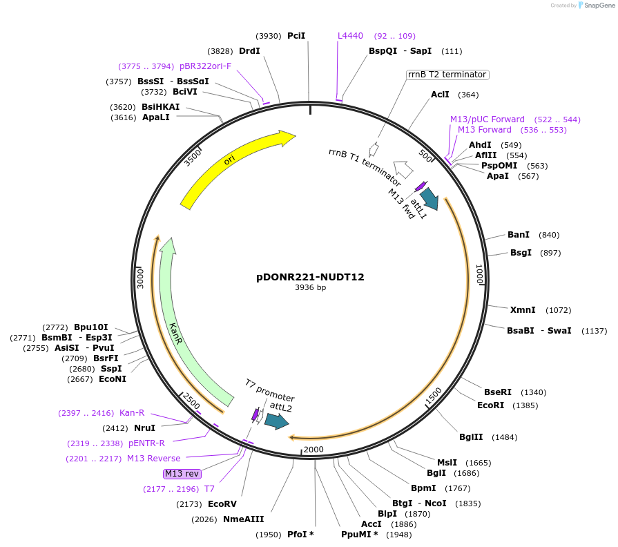 256700-plasmid-map-sequence-id-524080