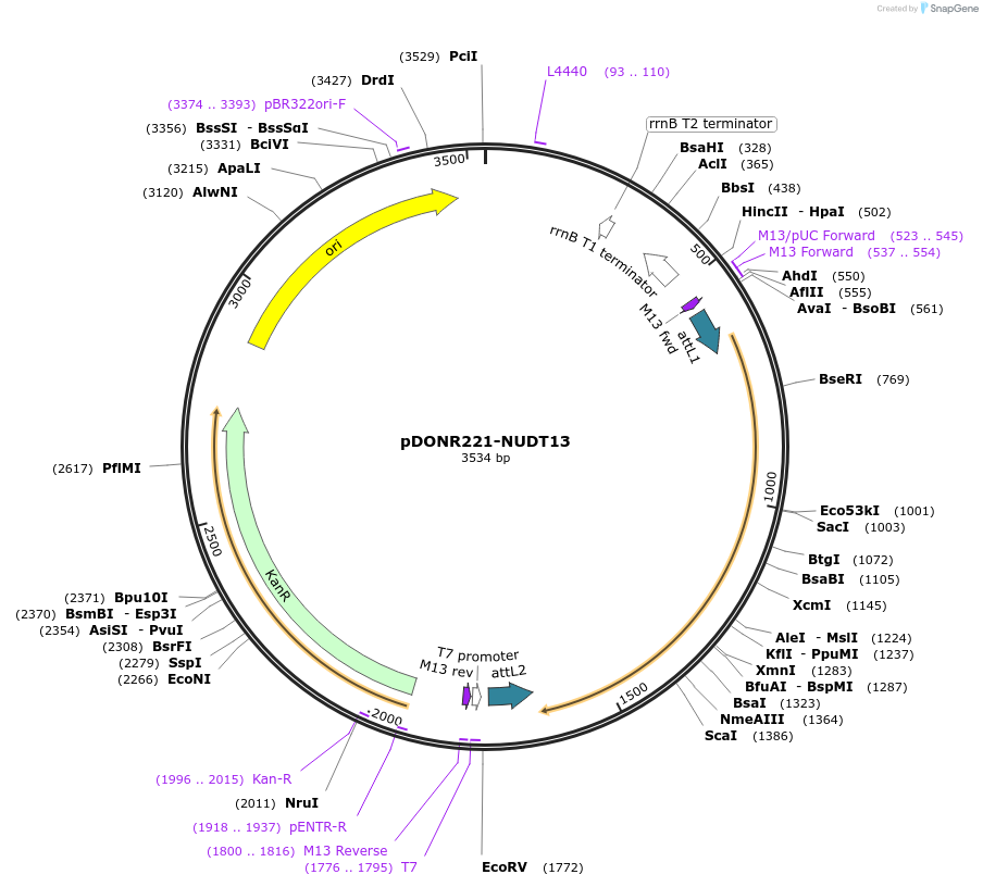 256701-plasmid-map-sequence-id-524097