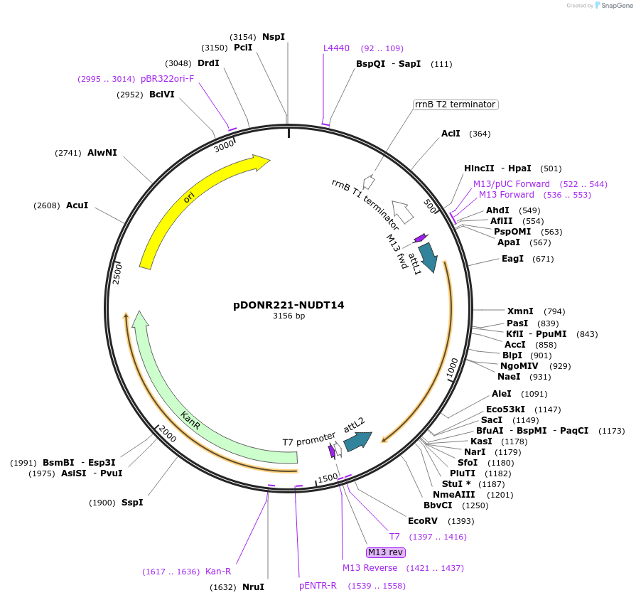 256702-plasmid-map-sequence-id-524102