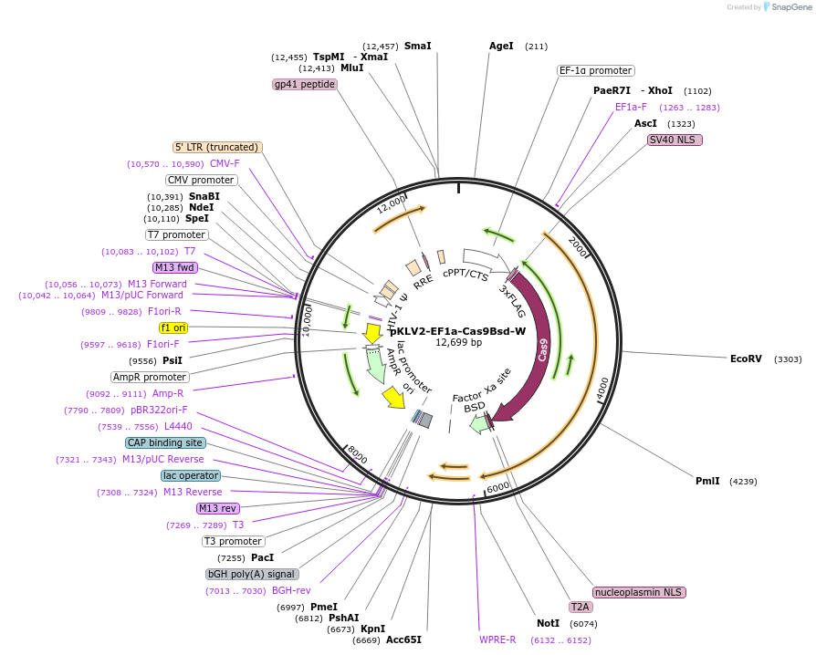 68343-plasmid-map-sequence-id-524107