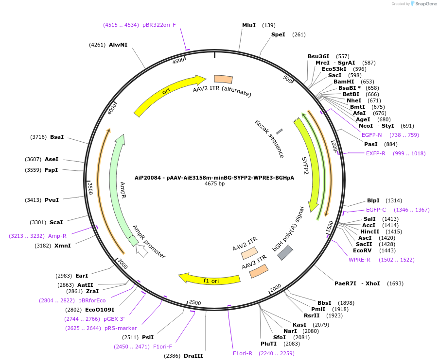 241625-plasmid-map-sequence-id-524133
